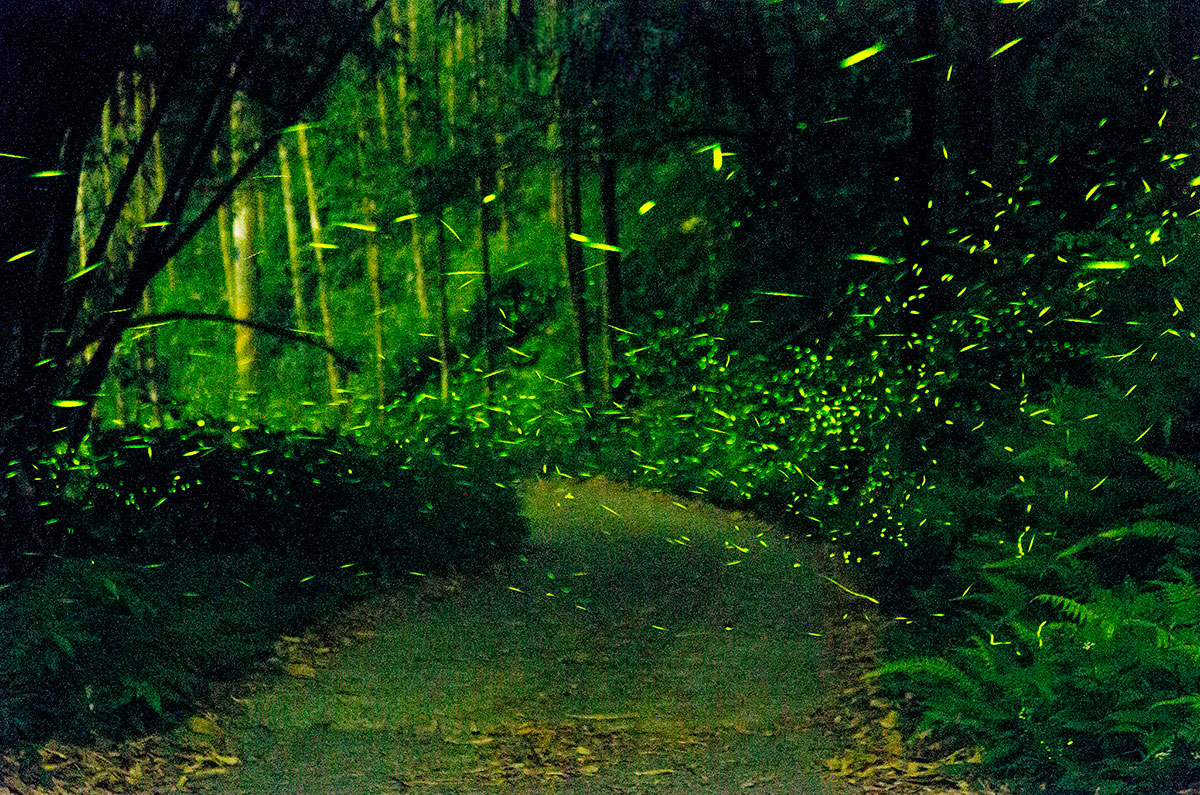 Secret Locations for Firefly Watching