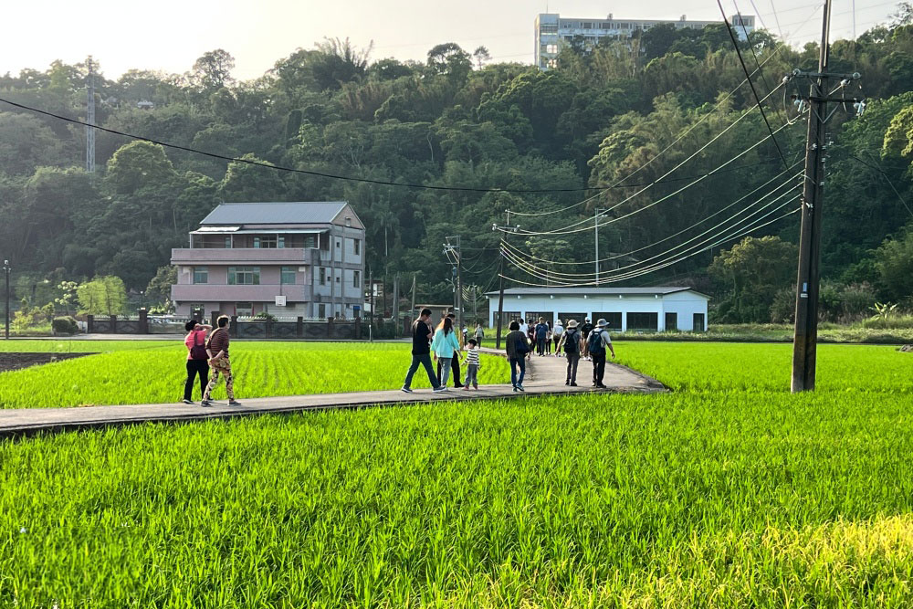  paddy fields and old brick houses 