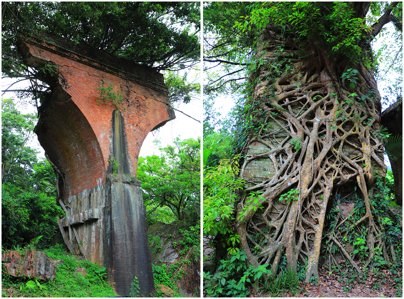 Overgrown tree roots slowly engulf the Longteng Bridge