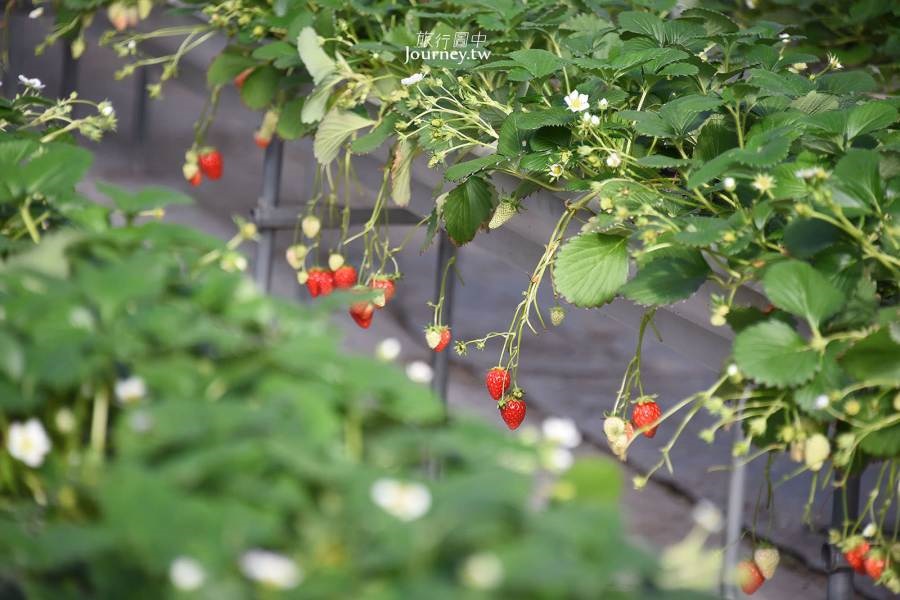 Guanxi Strawberry Season