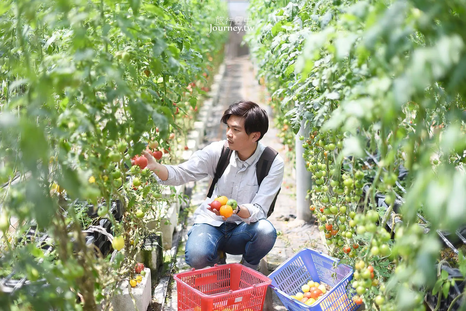 Jinyong DIY Tomato Farm