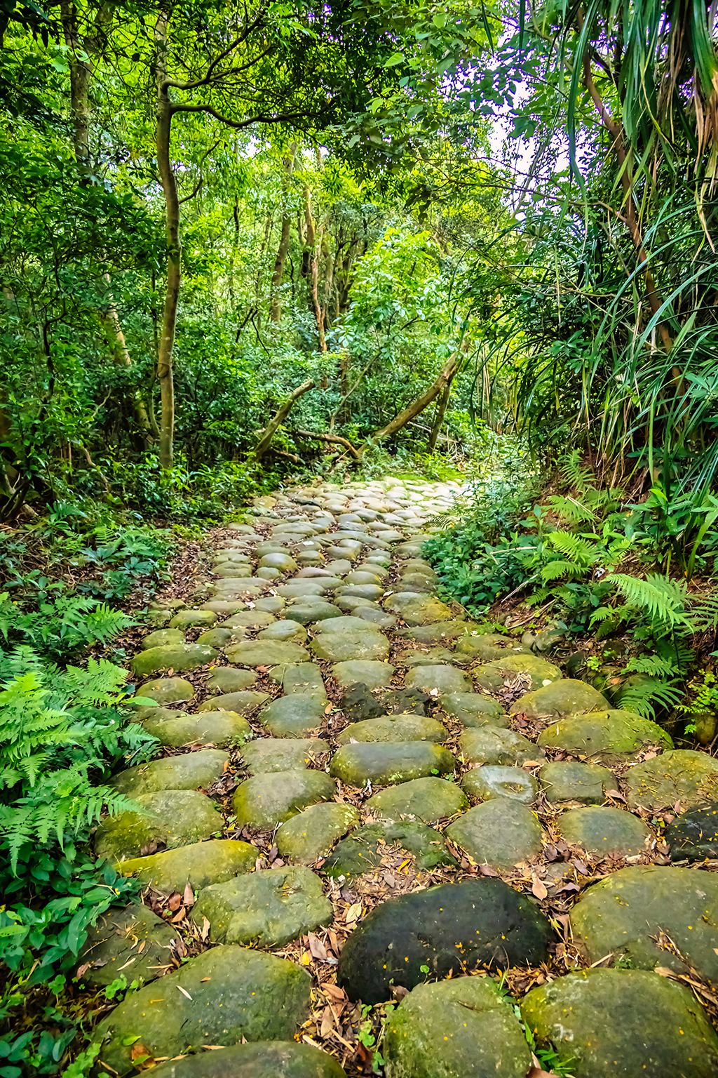 新竹_金獅古道(卵石鋪成，保留質樸翠綠的野林景觀)