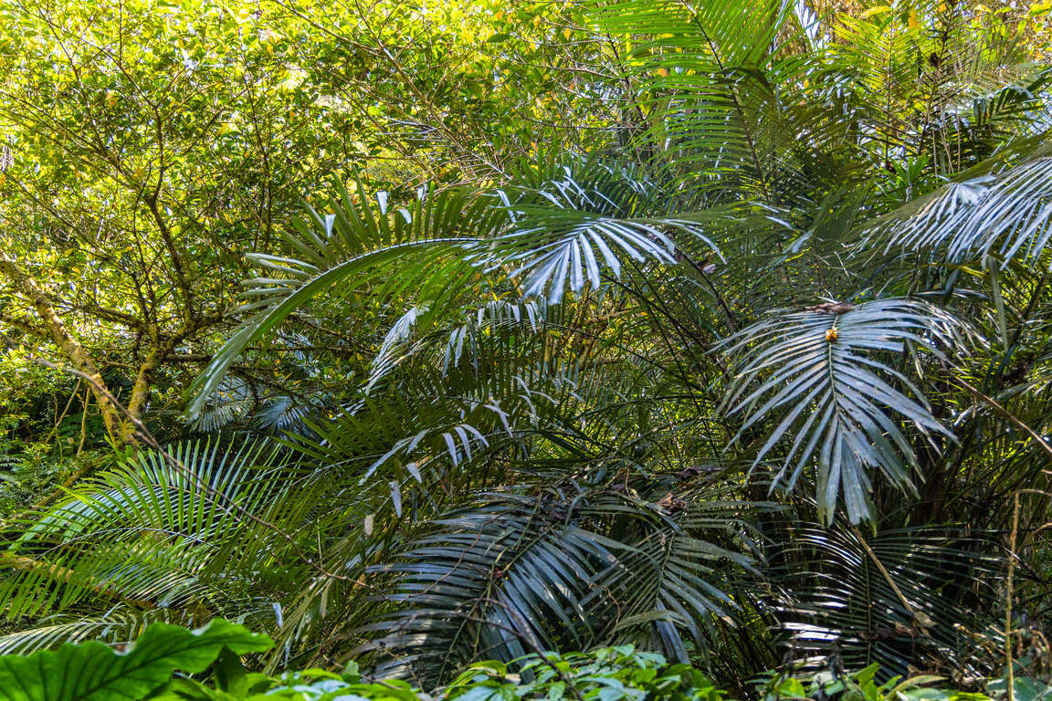 Formosa palm (Arenga engleri)