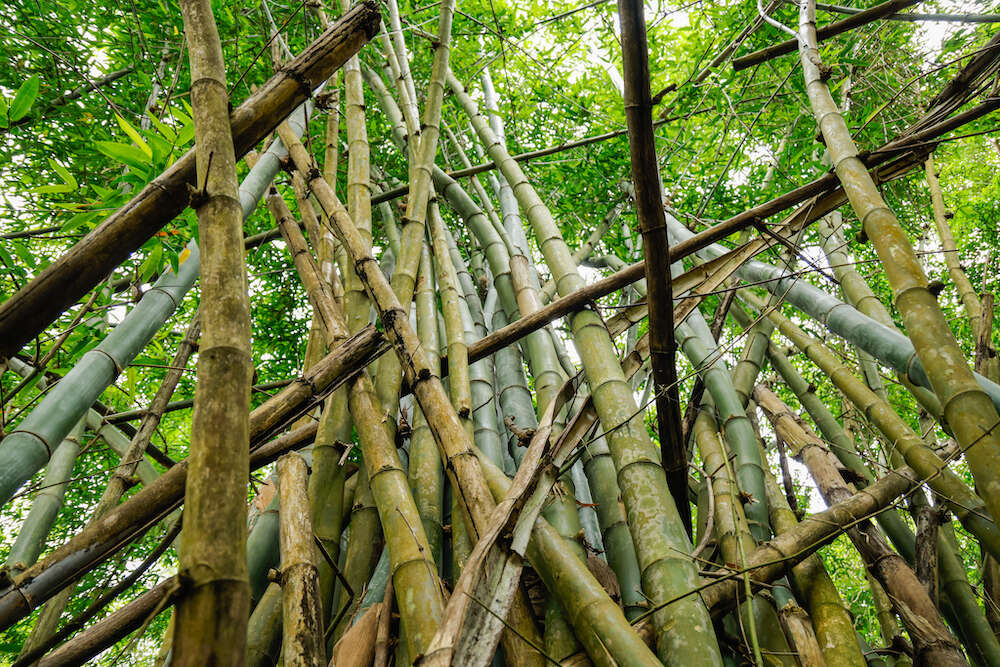 Thorny bamboo