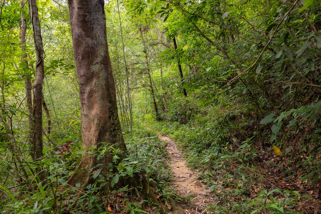 Shien Ancient Trail