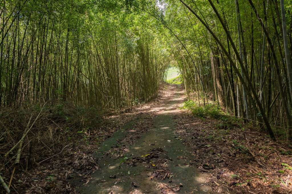 Chuguan Ancient Trail內豐富的植物-竹林