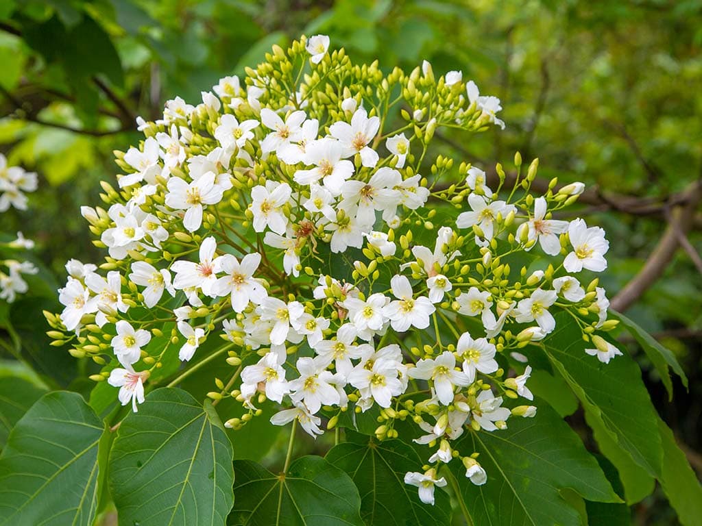 桐の花祭り