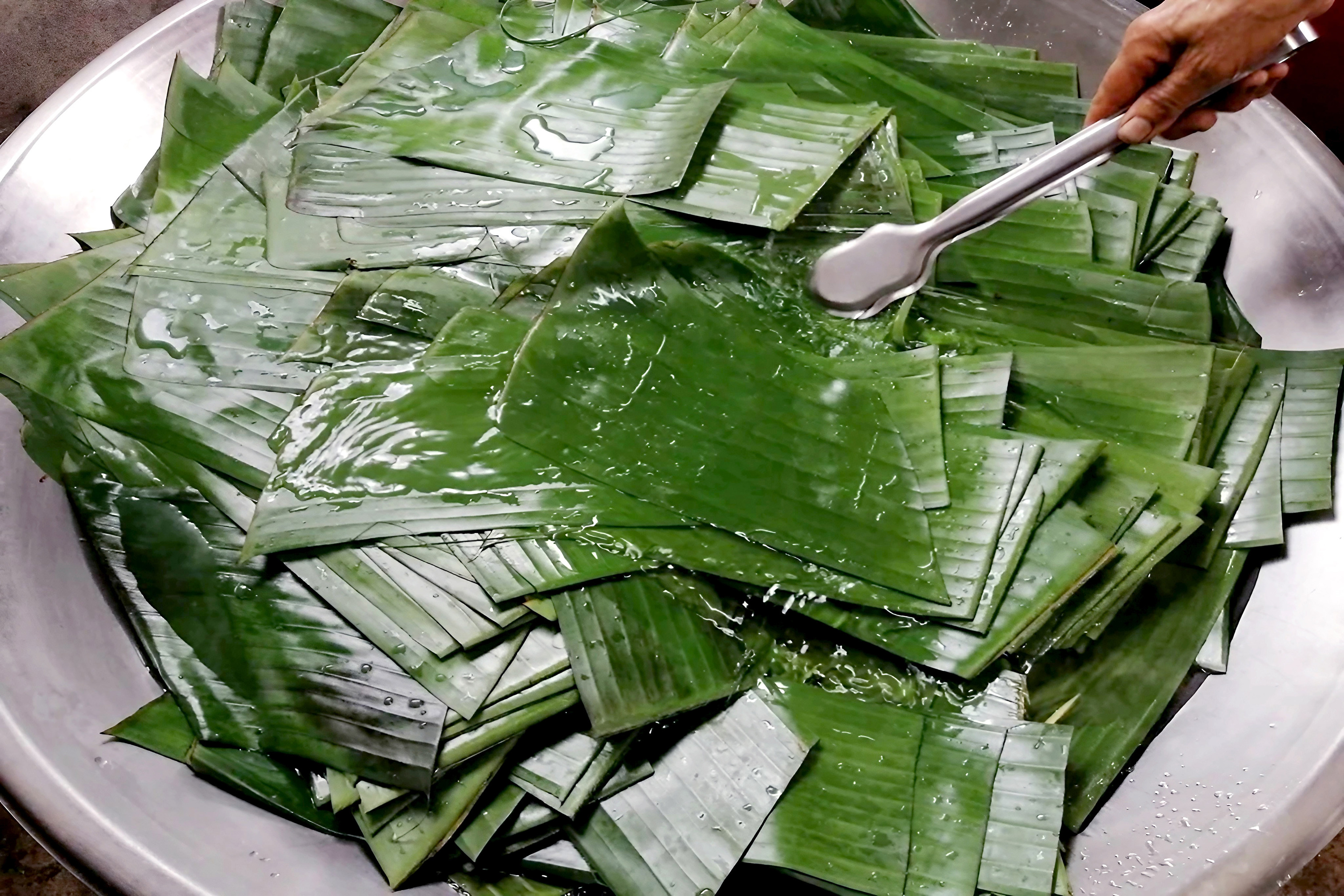採回來的芭蕉葉,還得經過整理、分切、川燙、刷洗、燙油等繁複工序。圖片:花東粽穀客家美食坊提供。