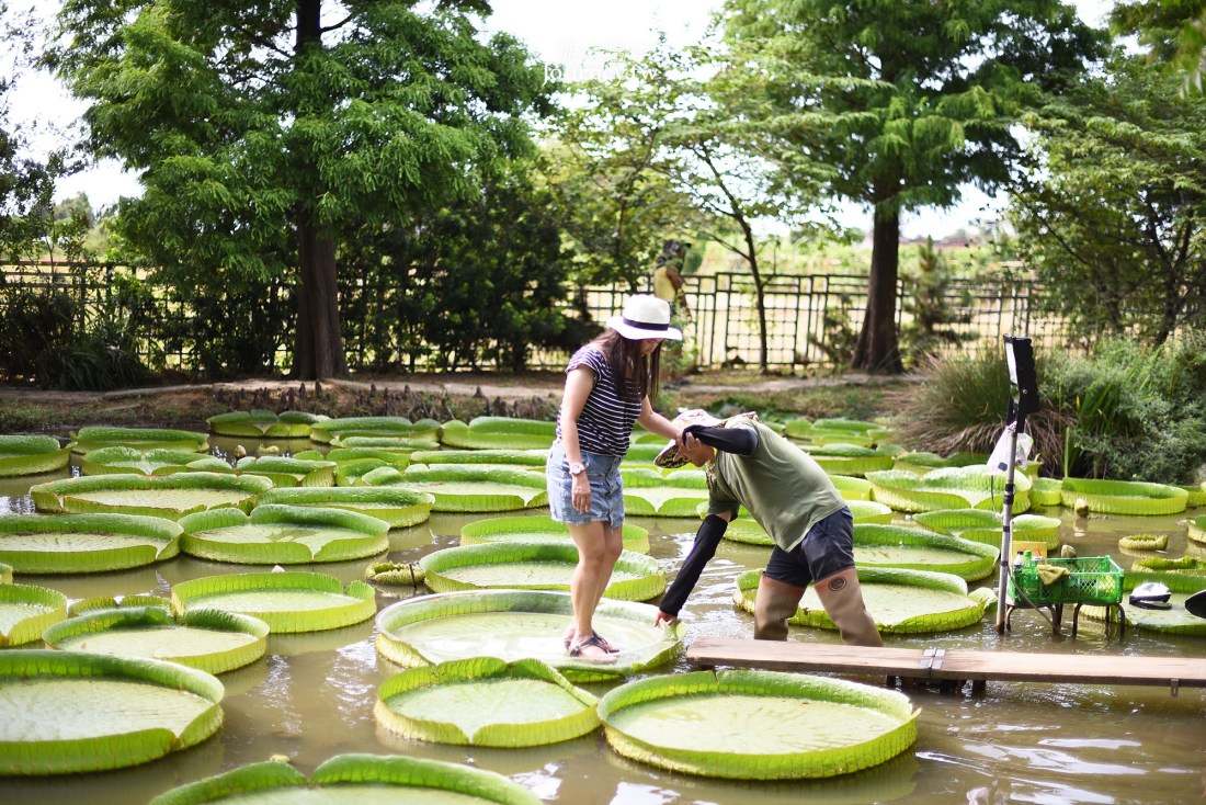 蓮荷園レジャー農場