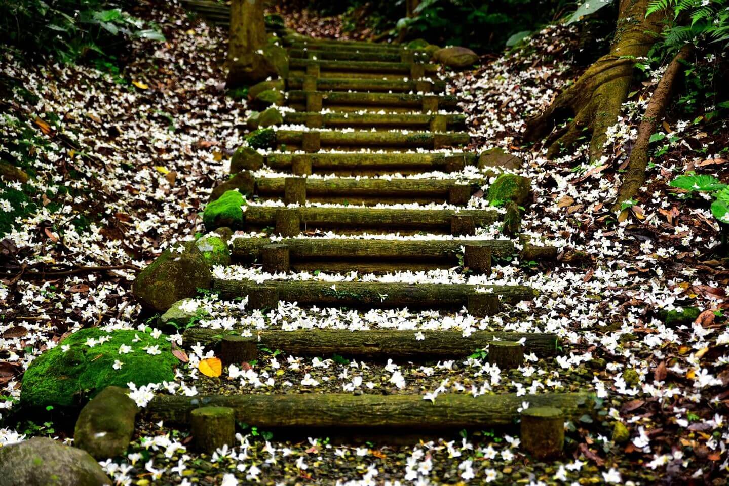 三芝區公所提供–賞桐步道