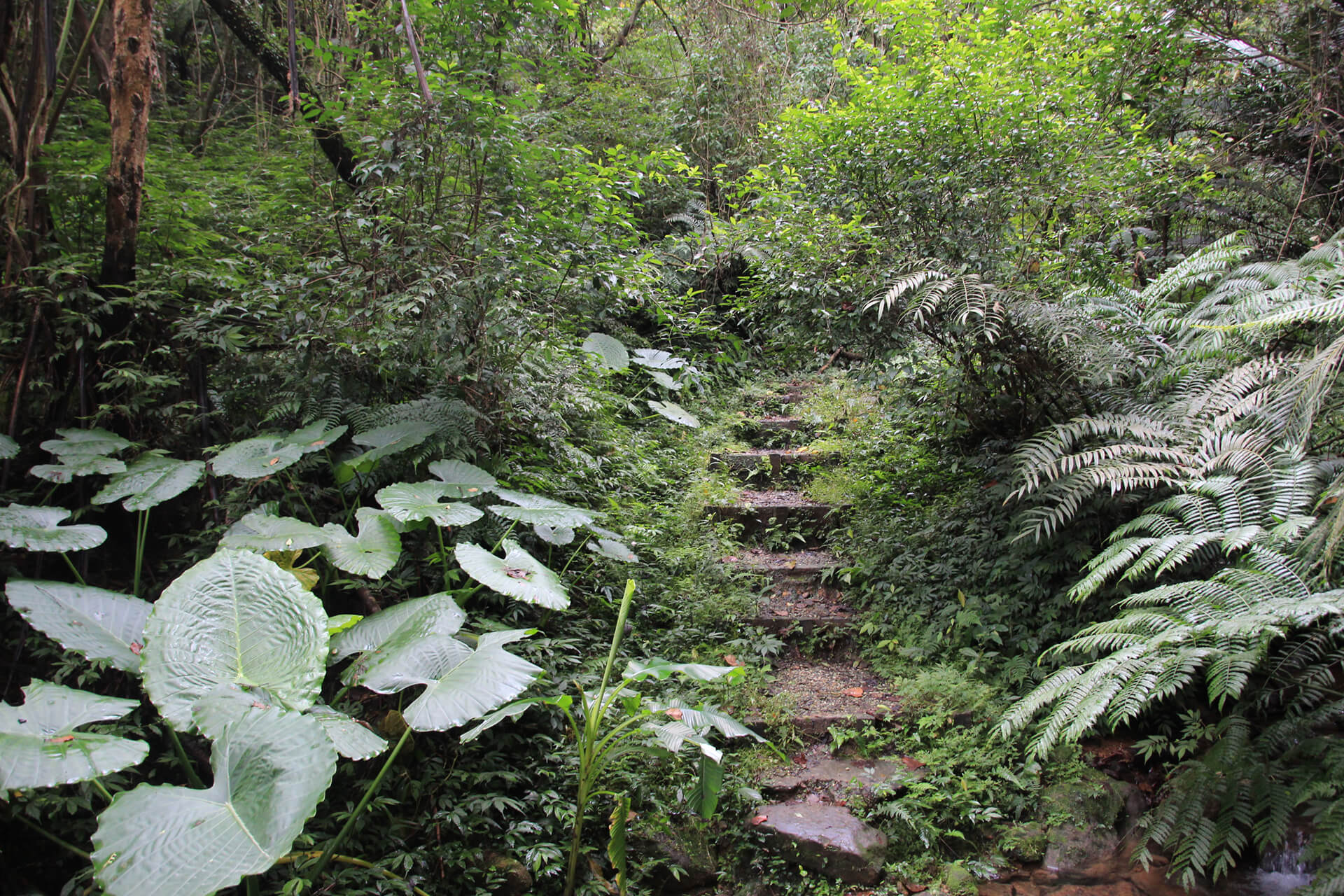 富民親水公園賞桐步道
