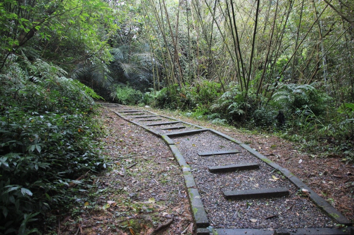 基隆桐花小旅行-富民親水公園-桂竹林小徑