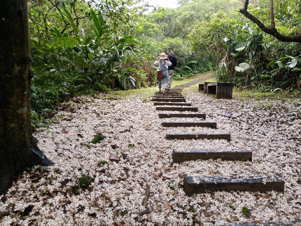 桐花步道