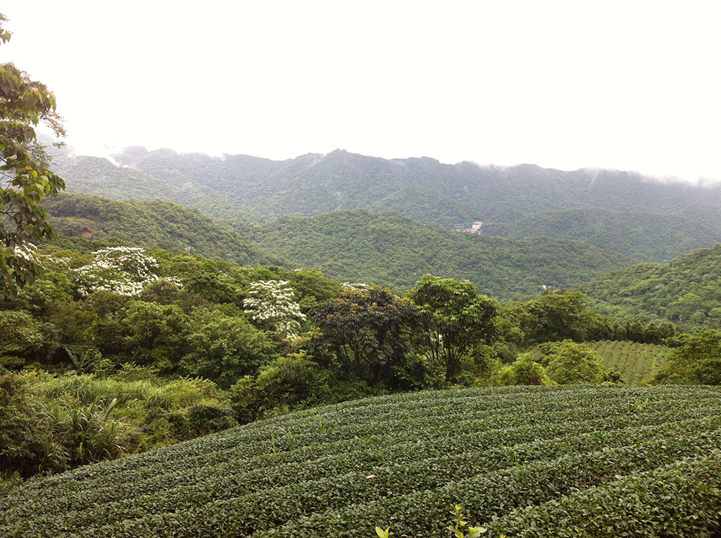 桐花步道茶園