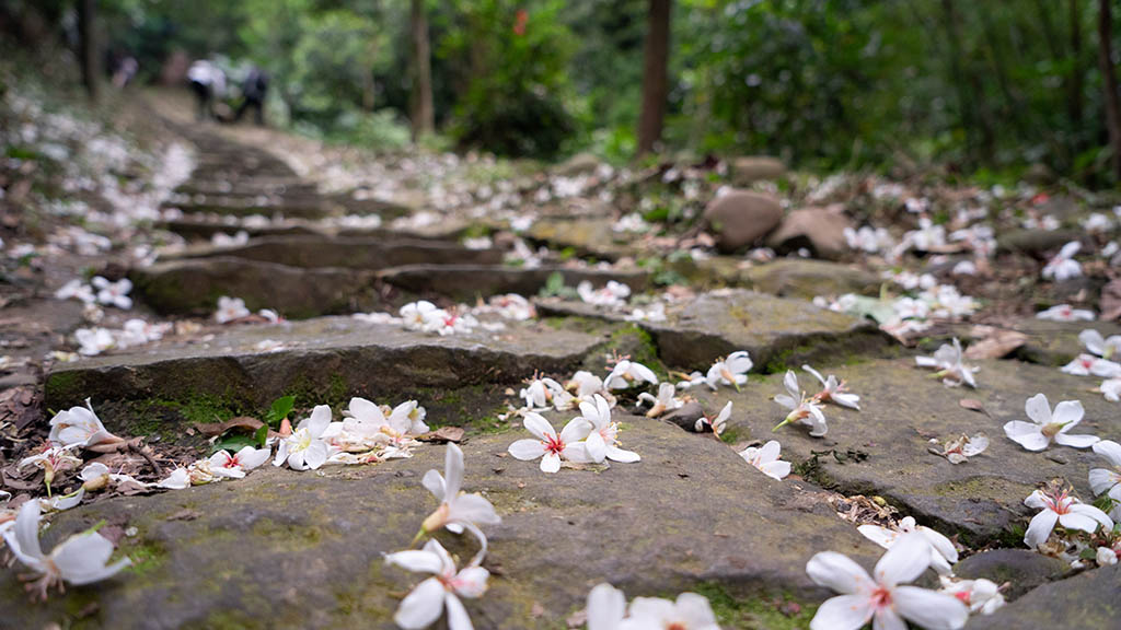 大溪老屋之旅-齋明寺古道-步道桐花風景