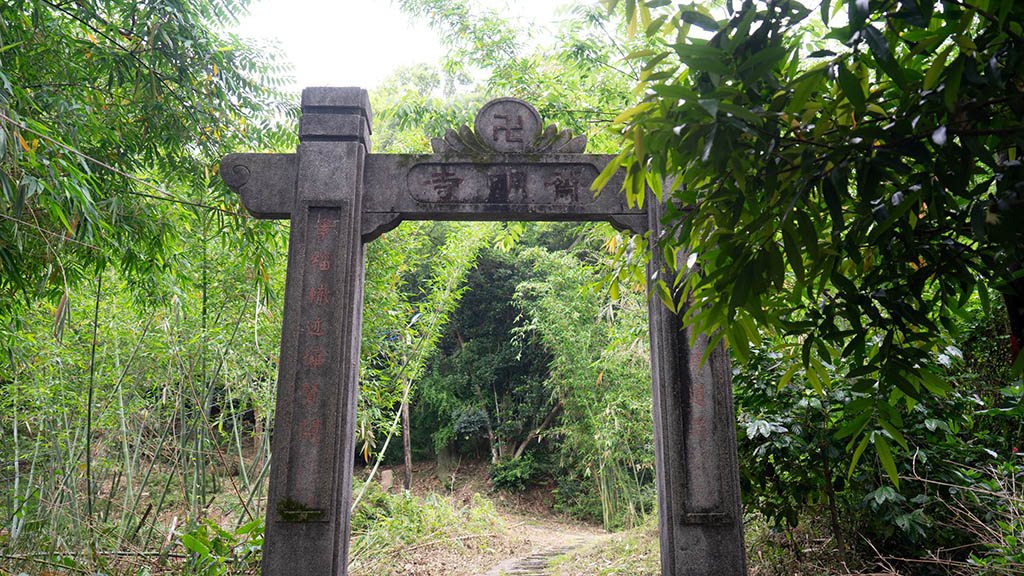 大溪老屋之旅-齋明寺古道-步道桐花風景2