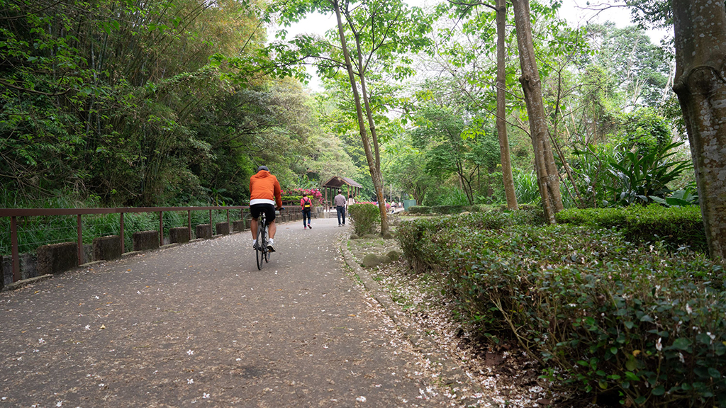 龍潭豐味之旅-三坑鐵馬道-桐花風景