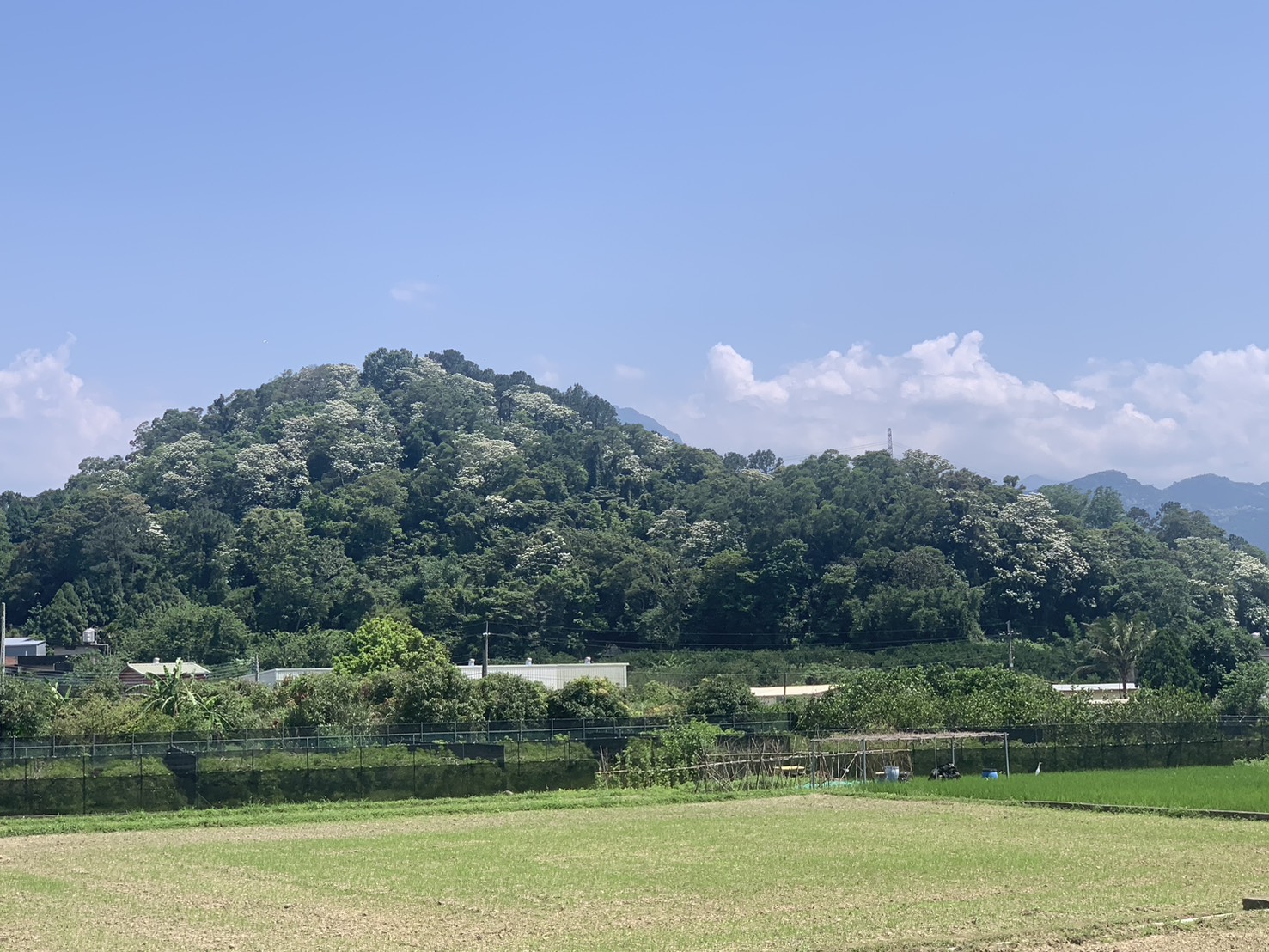 賞桐之旅