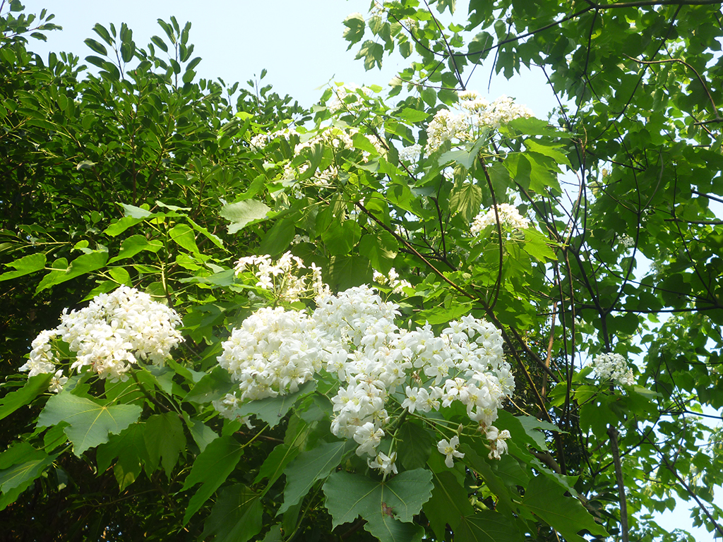 茶園坪步道桐花照