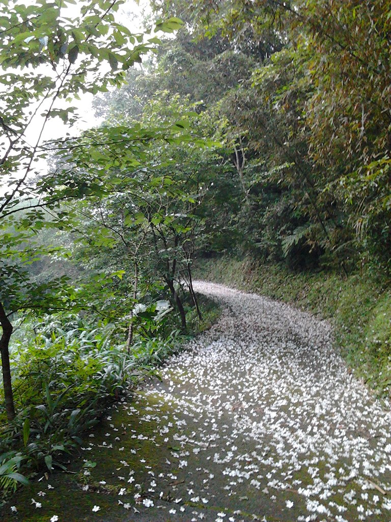 茶園坪步道桐花照