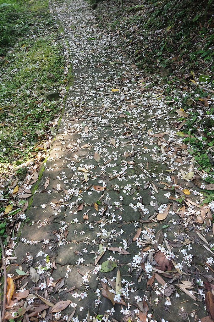 茶園坪步道桐花照