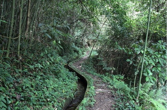 雅悠水圳桐花歩道