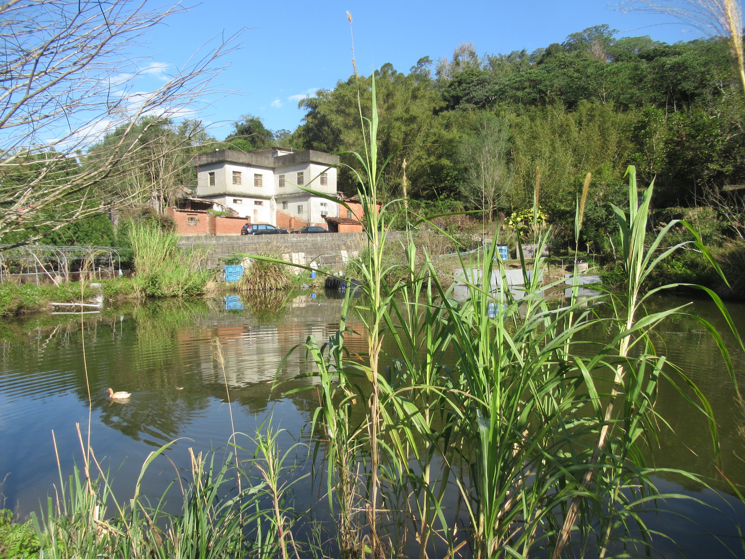 桐花伴遊採筍樂-1