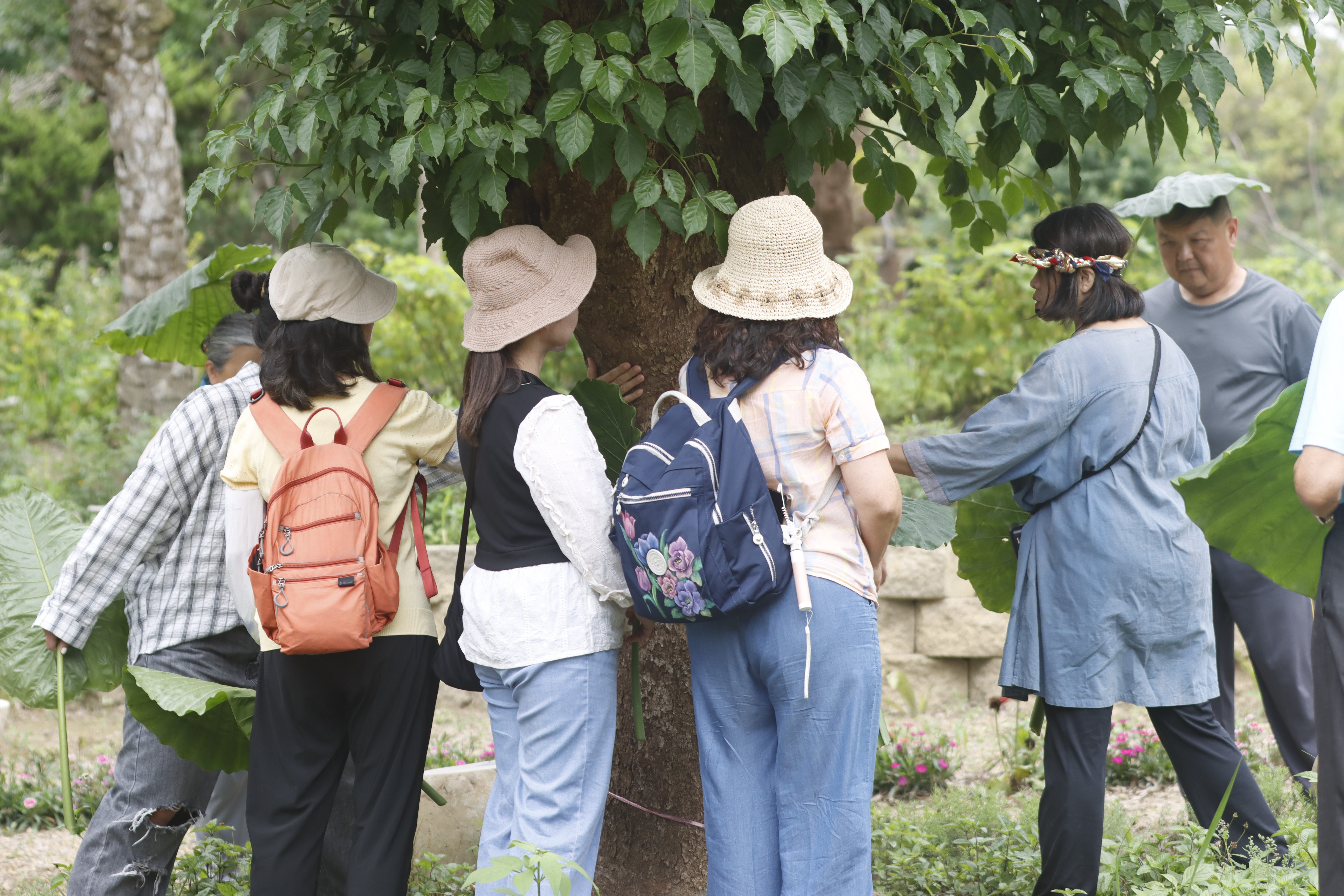 森林療癒舞桐花-3