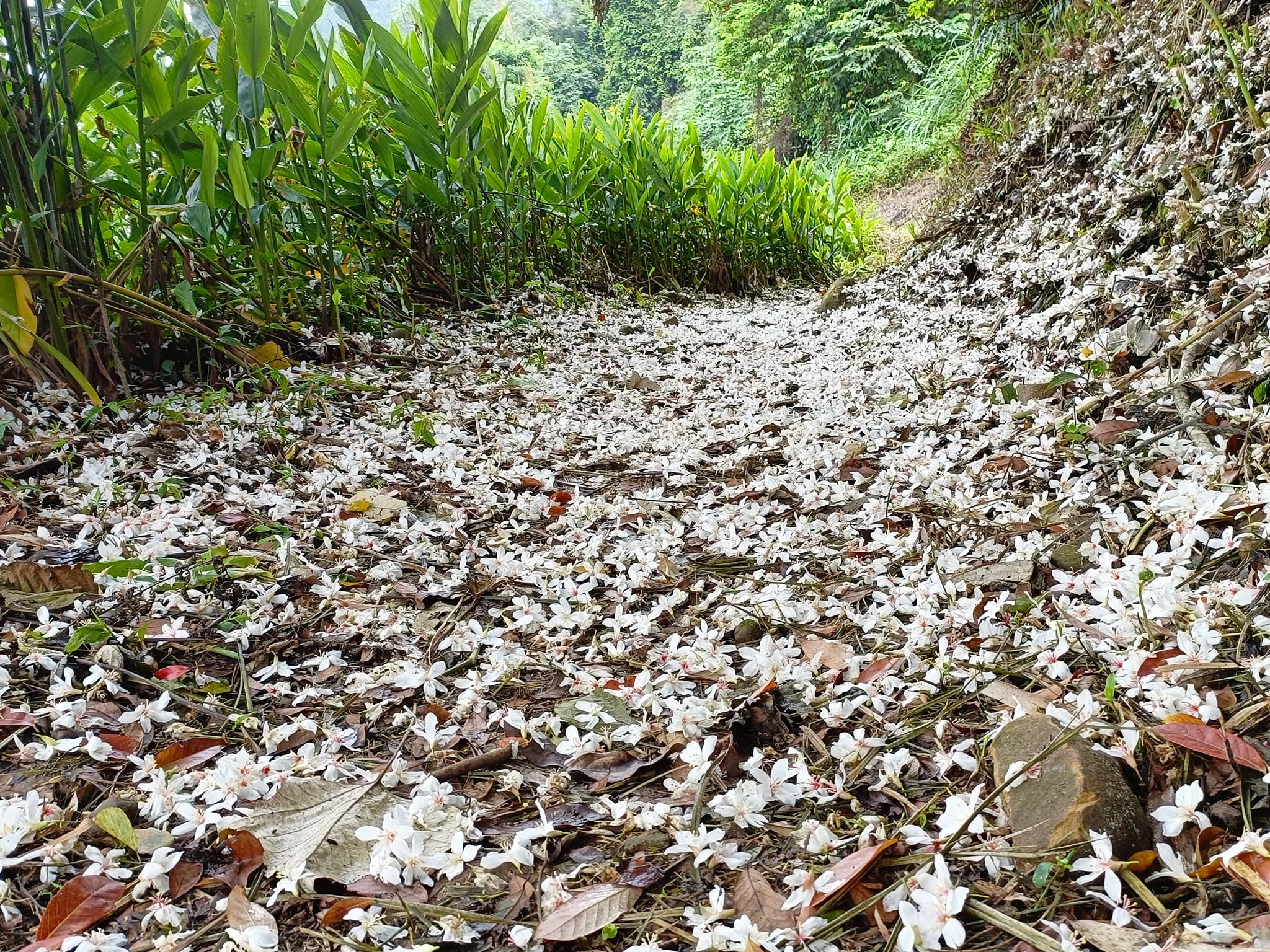 流螢踏雪尋梅-1