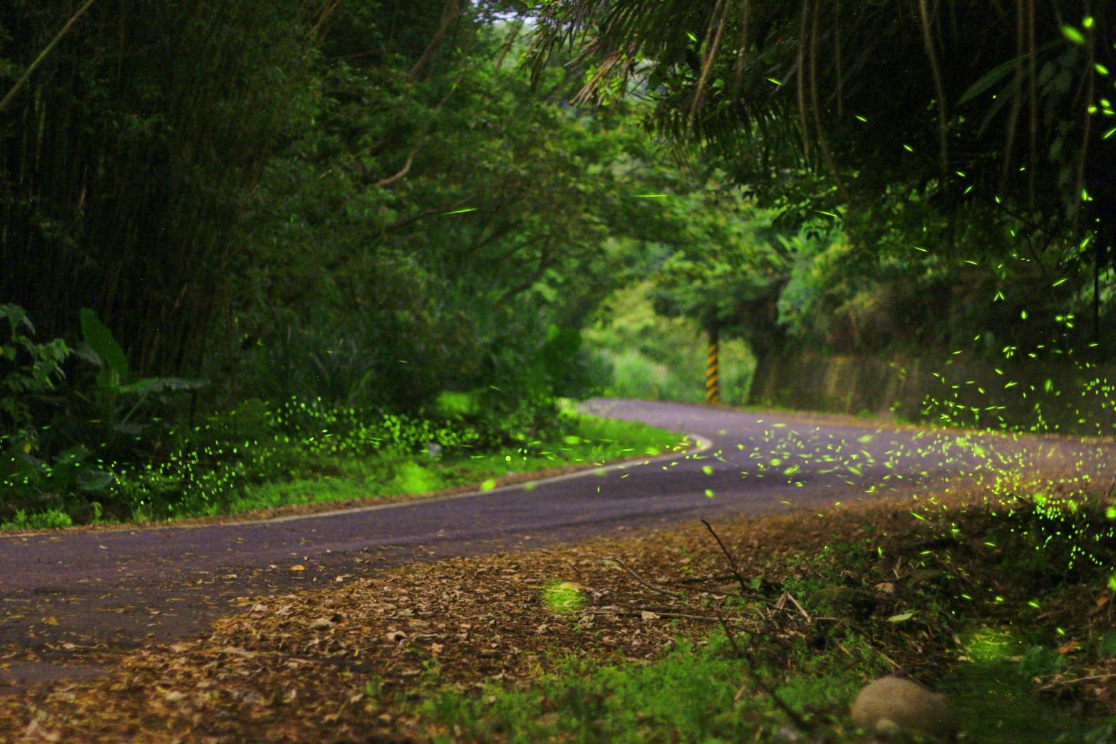 流螢踏雪尋梅-1