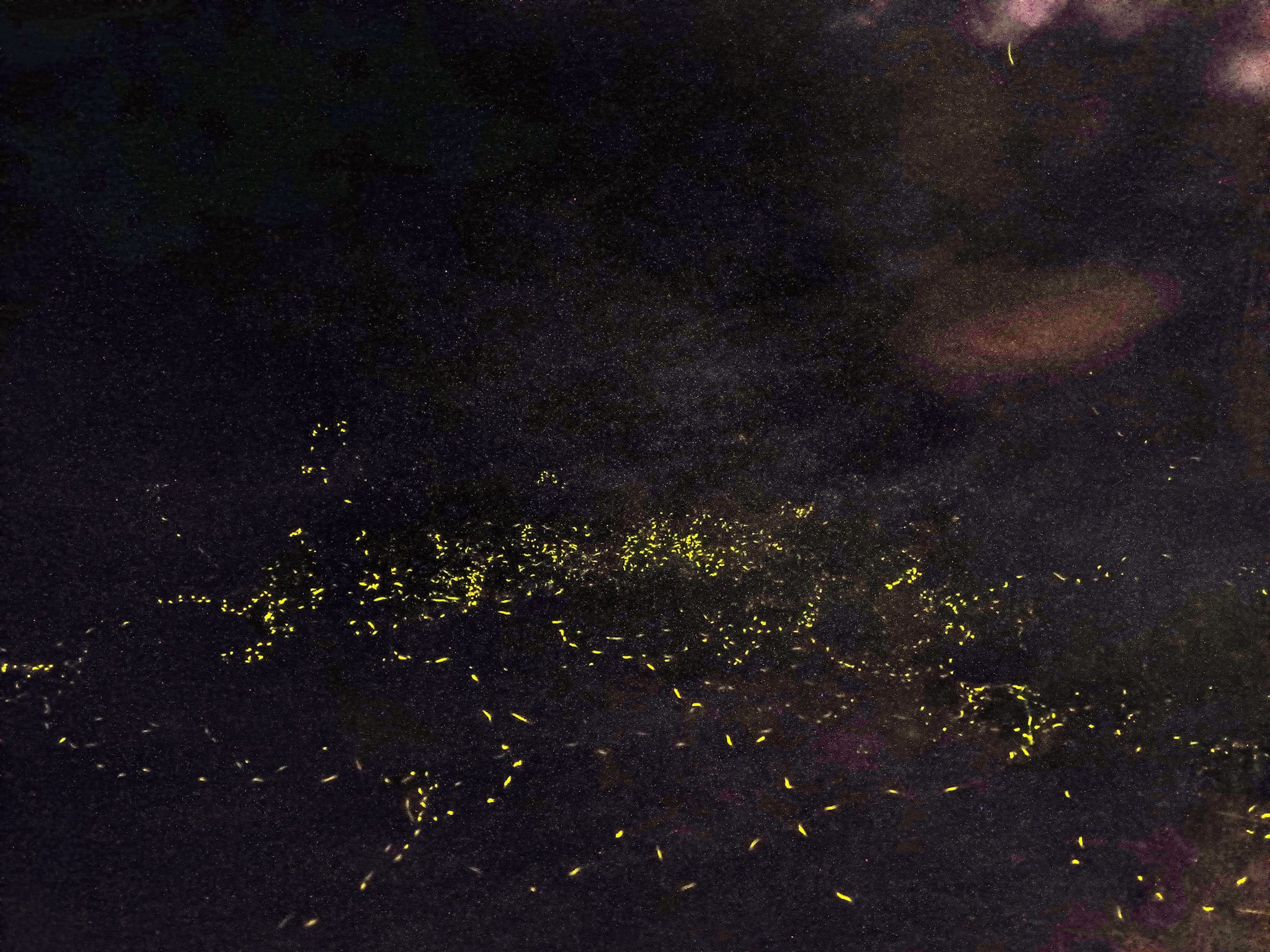 流螢踏雪尋梅-2