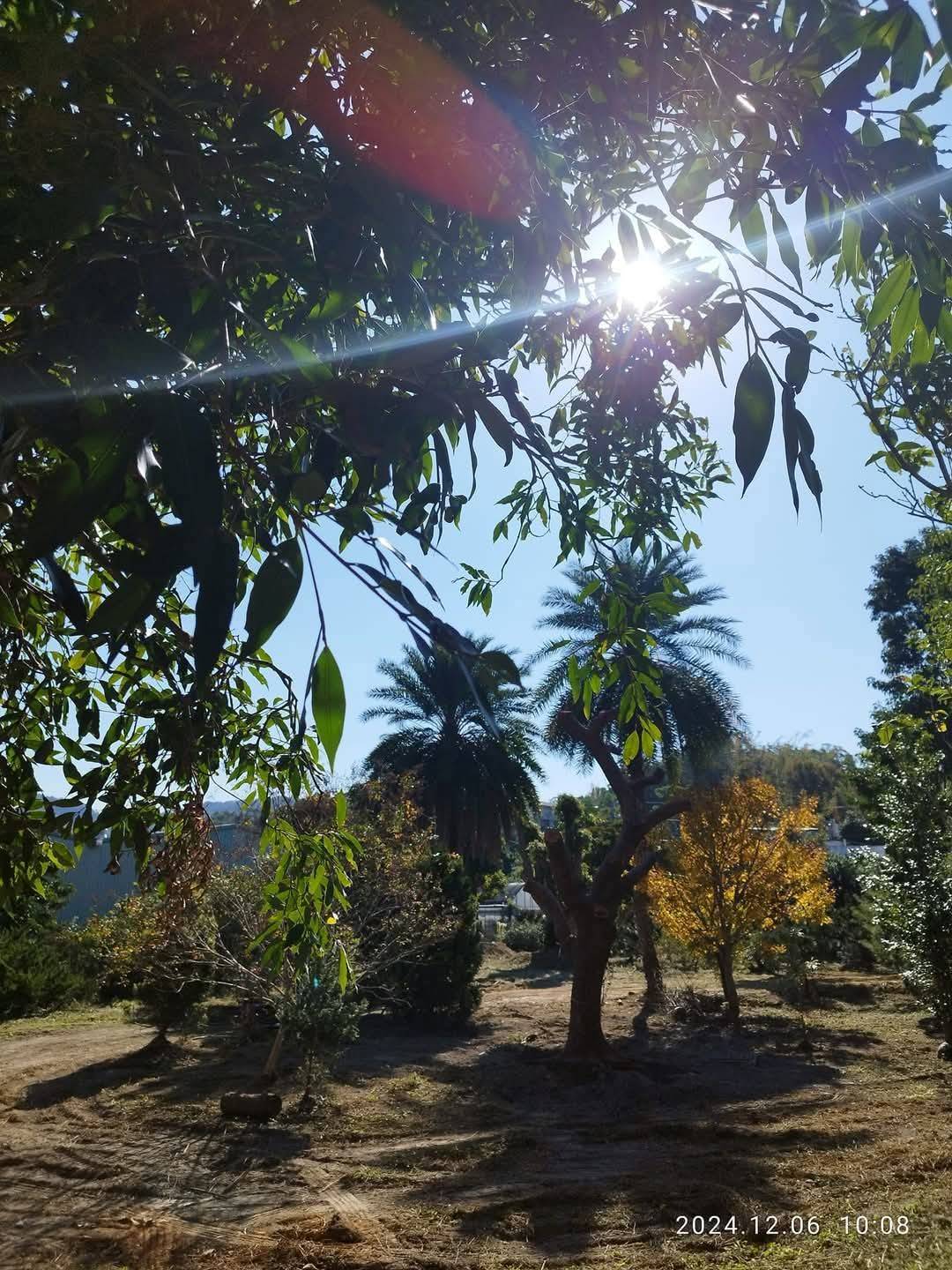 桐花下的梅好滋味