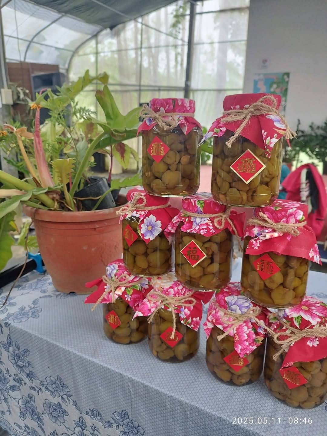 桐花下的梅好滋味-1