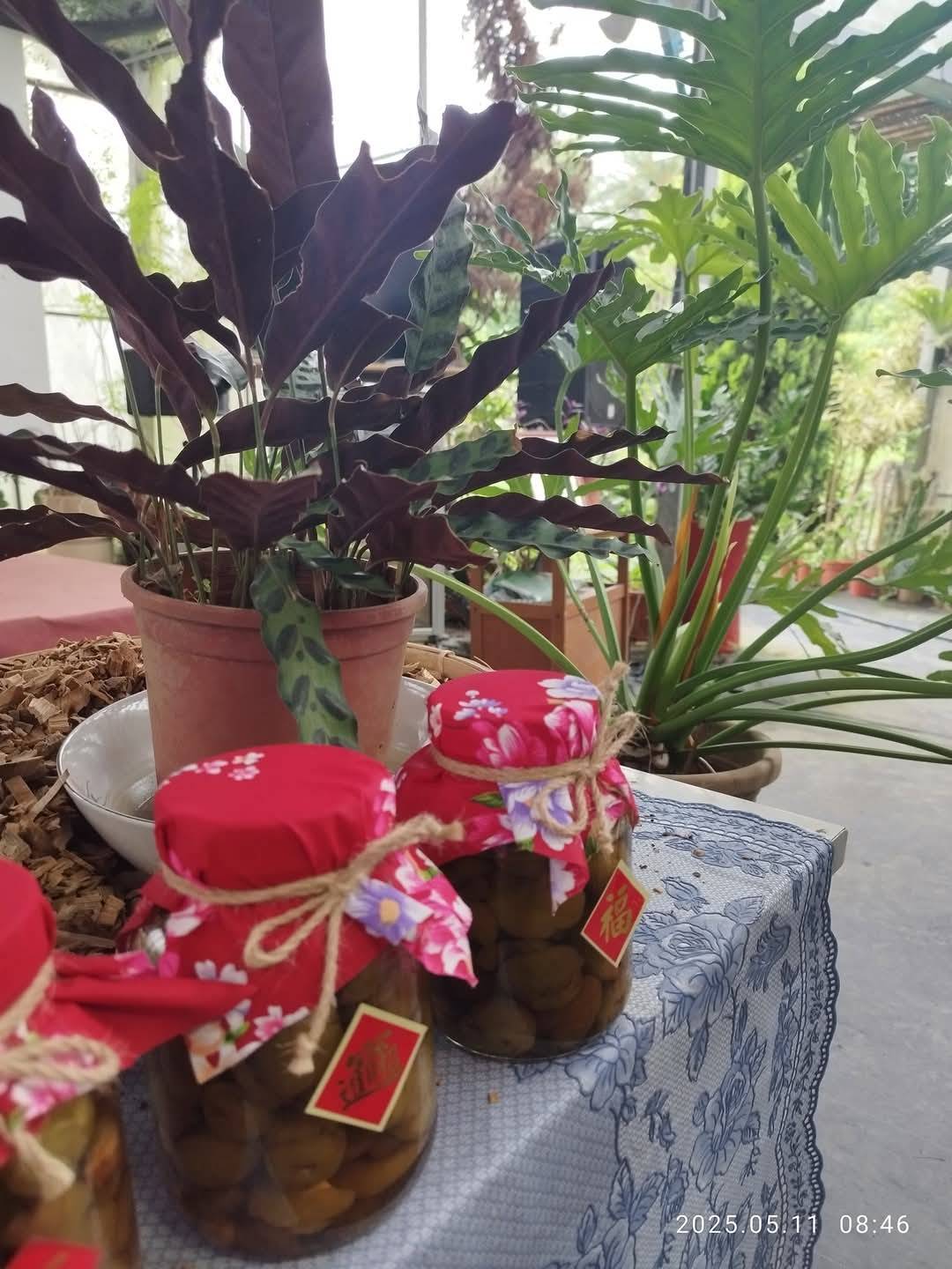 桐花下的梅好滋味-5