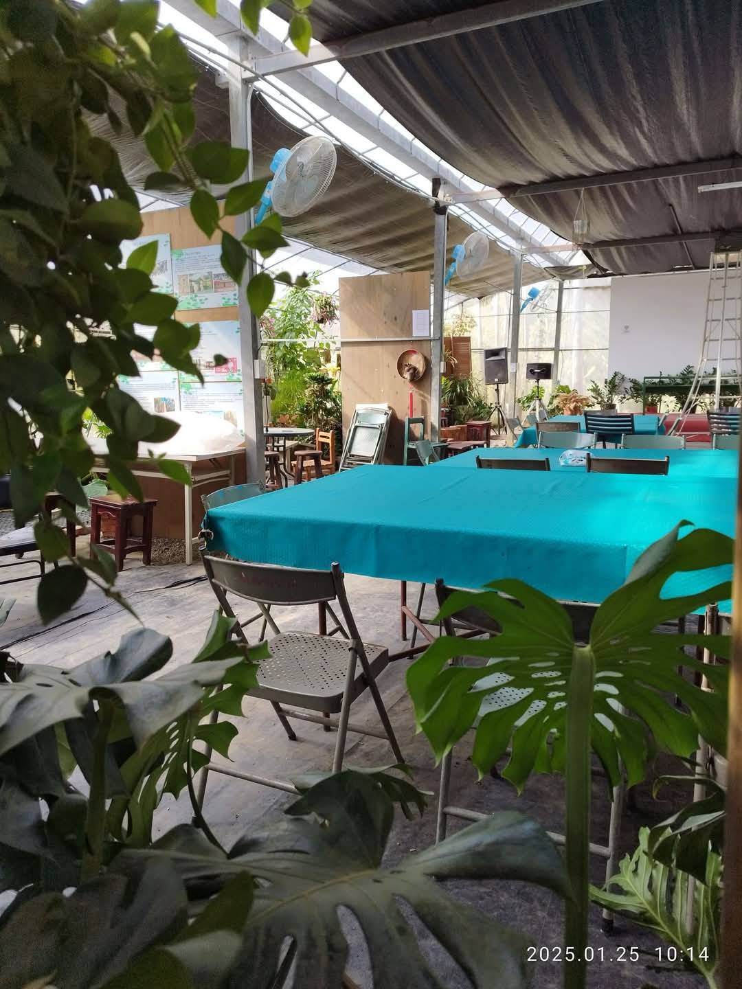 桐花下的梅好滋味-7