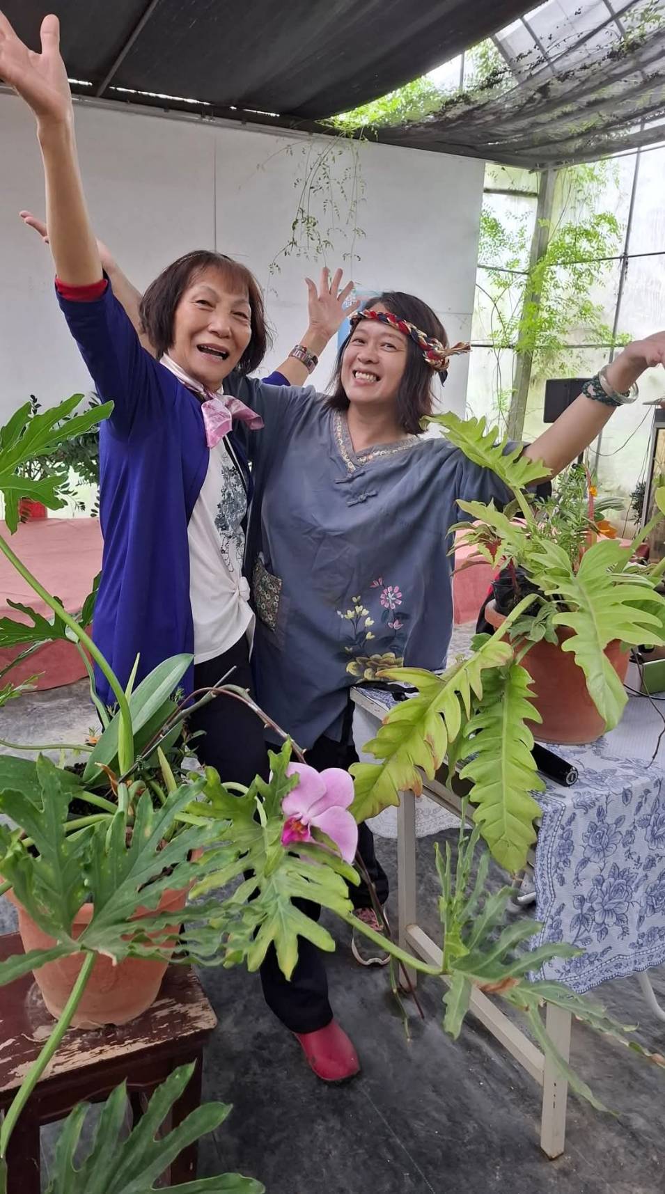 桐花下的梅好滋味-8