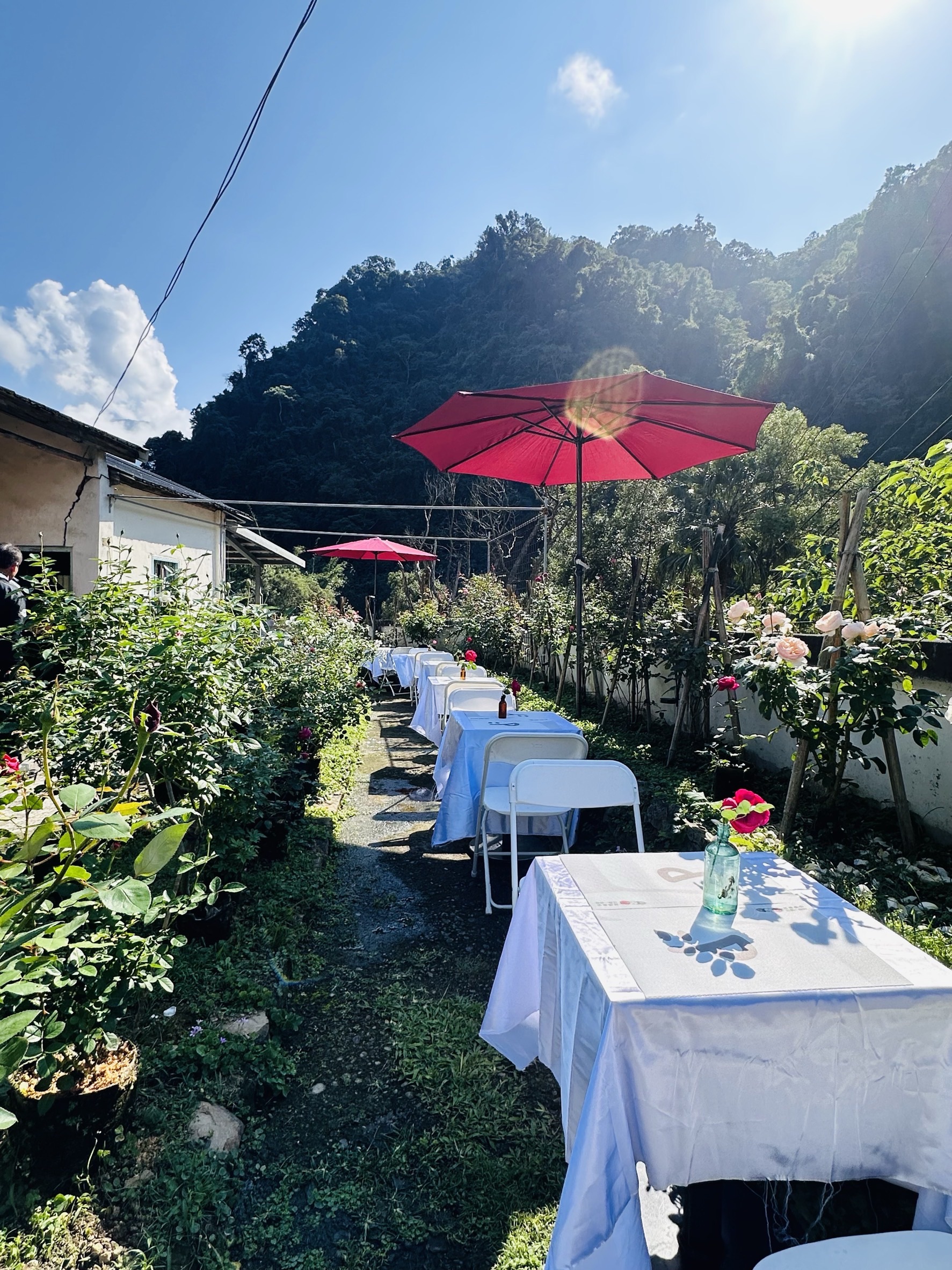 浪漫桐游，巡禮玫瑰豆腐街-1