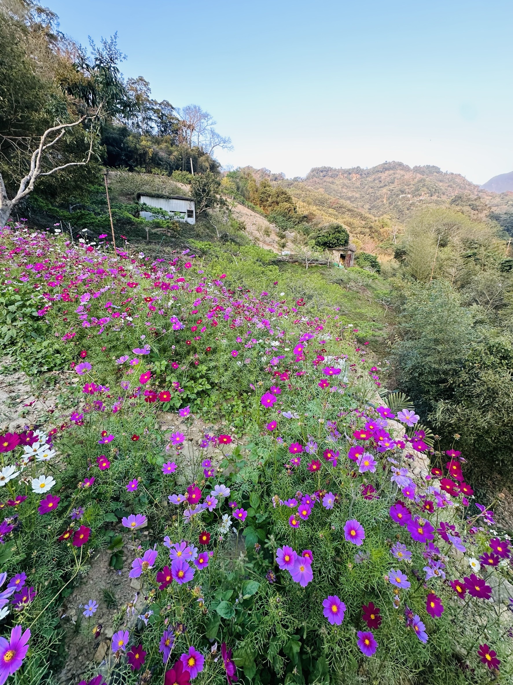 浪漫桐游，巡禮玫瑰豆腐街-2