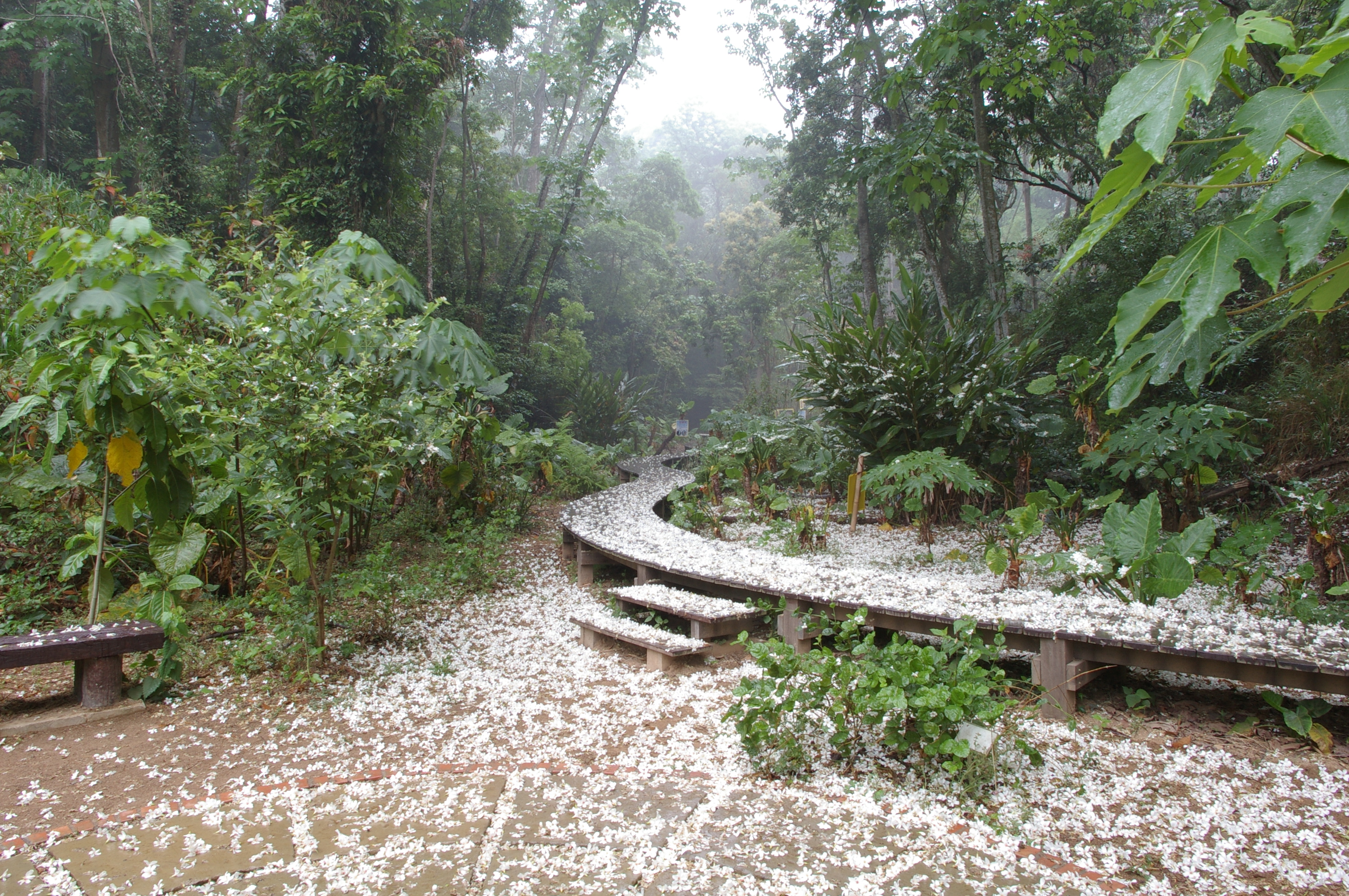 福田賞桐生態園區