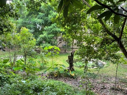 挑水古道桐花樹群