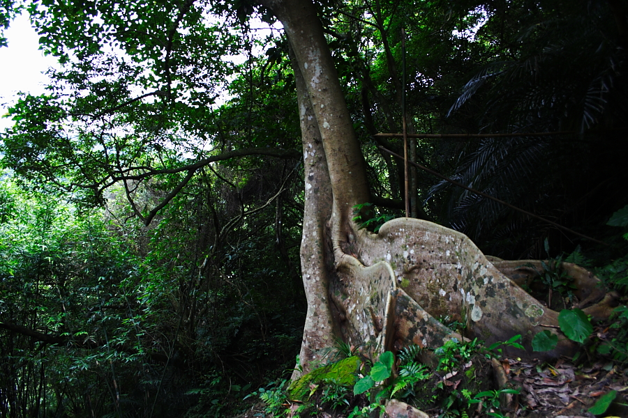 烏塗溪畔步道大板根