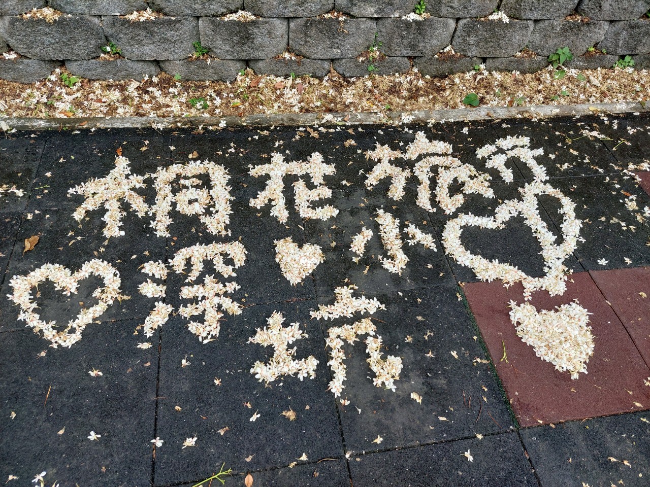 深坑桐花小旅行