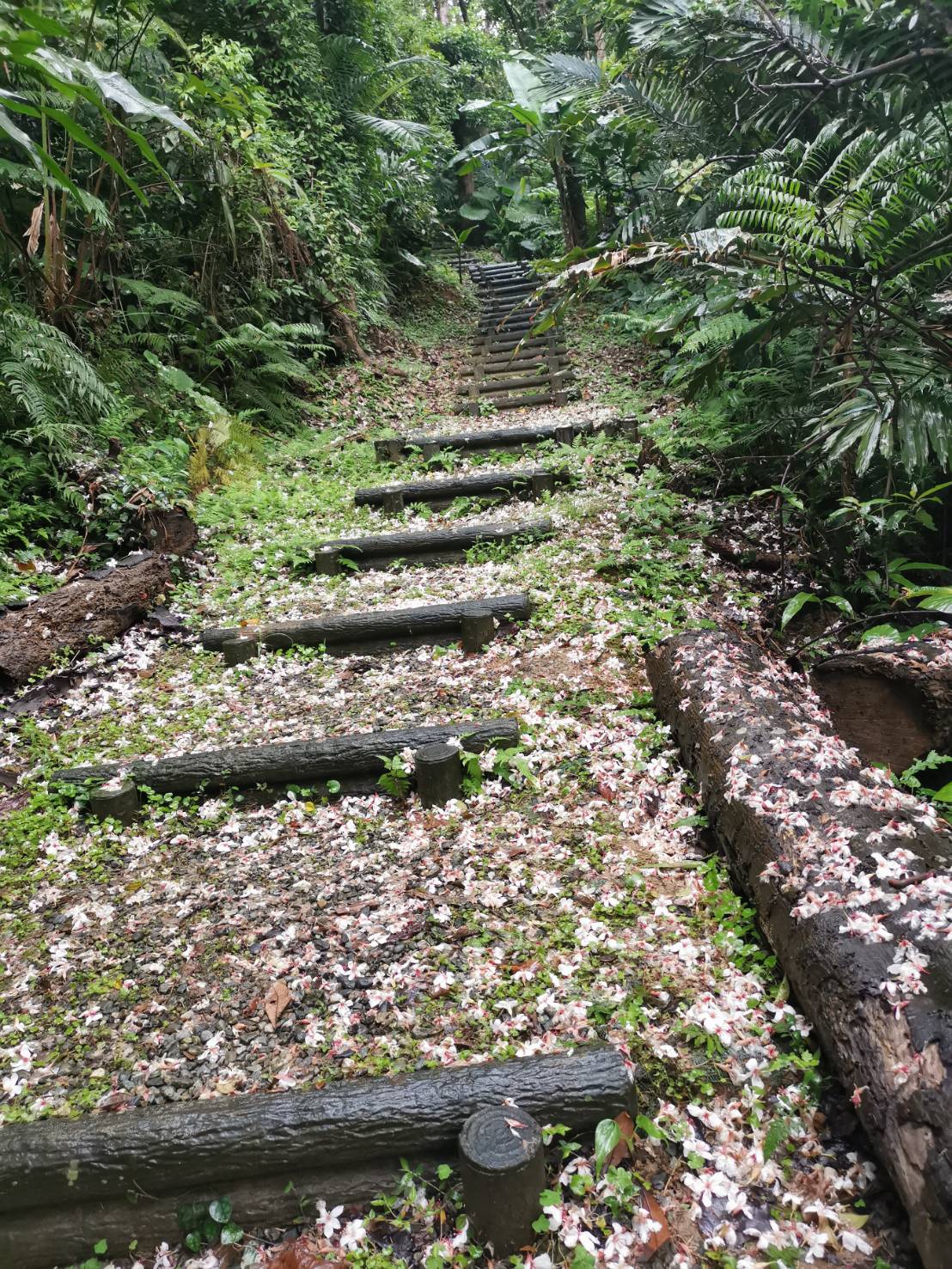 三芝橫山里賞桐步道