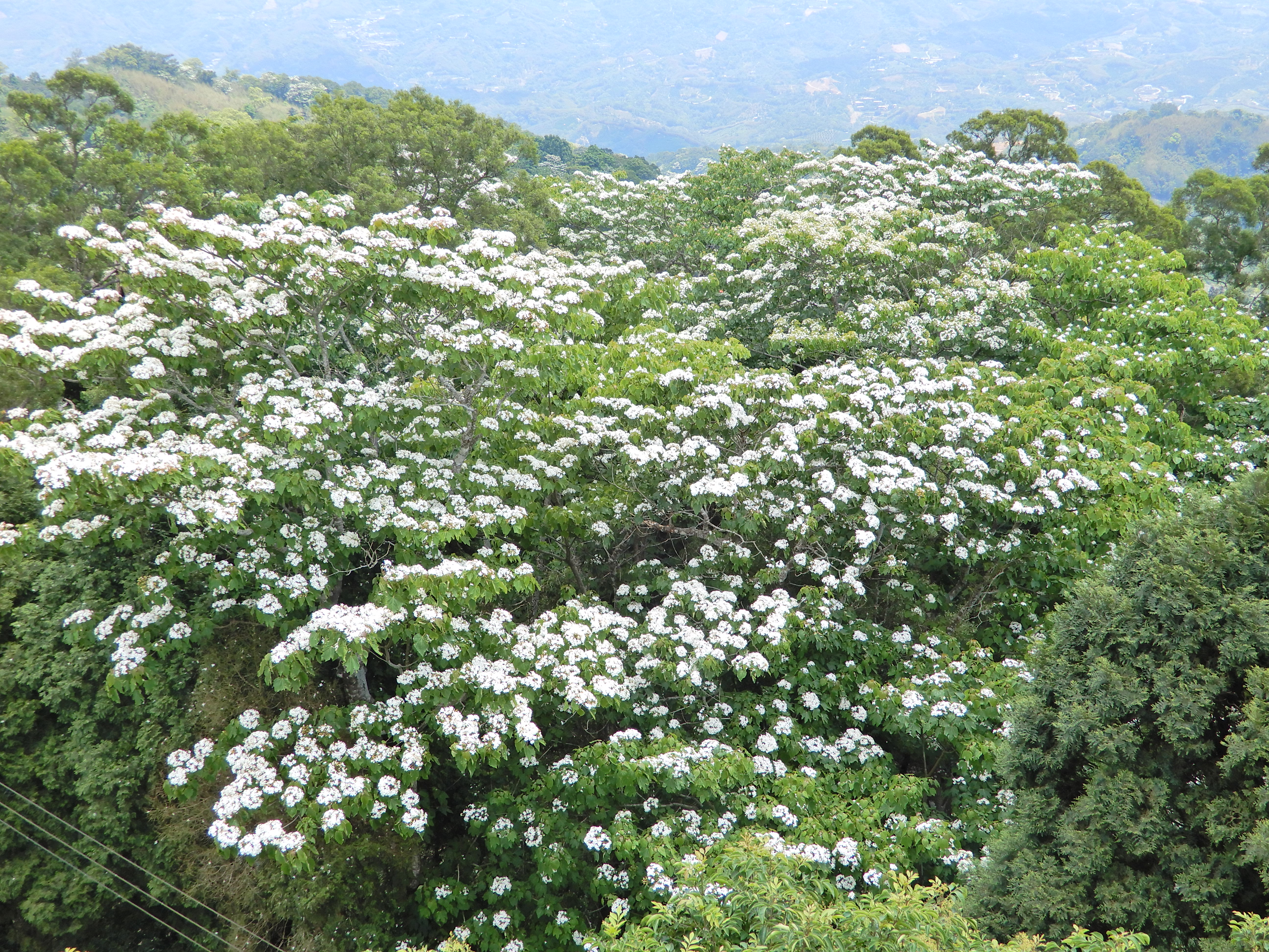 瞭望台往下拍之桐花美景