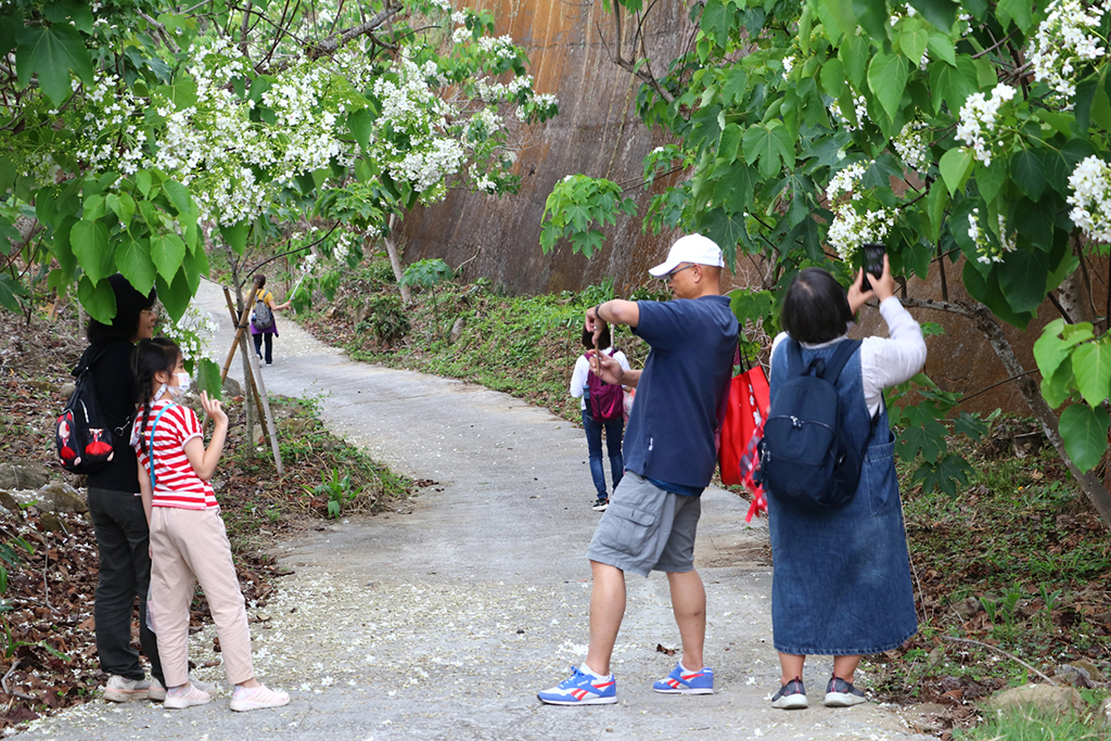 梅嶺大湖桶桐花步道-桐花盛開