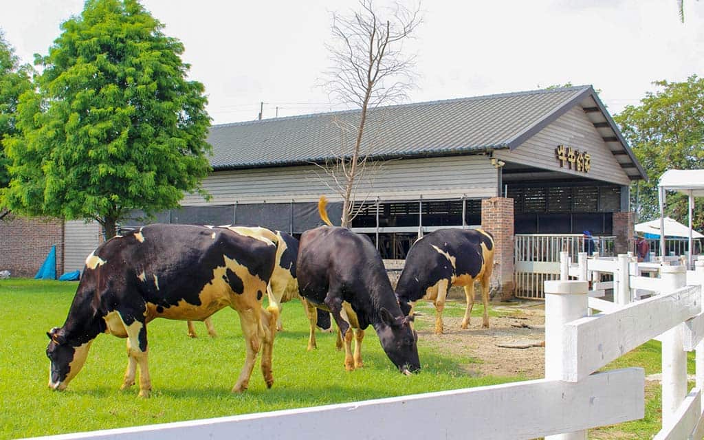 千巧谷牛楽園牧場