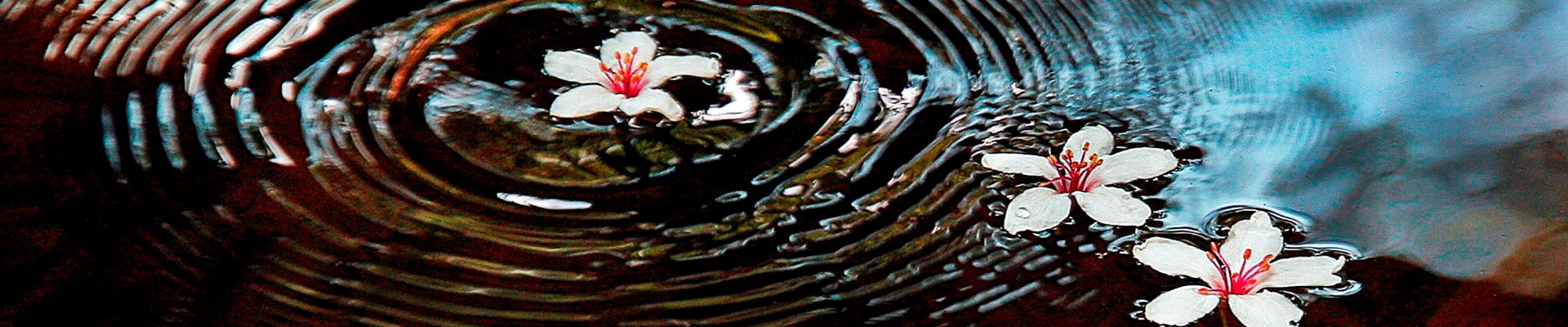 桐の花小旅行 Banner