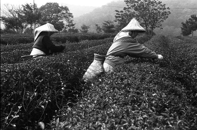 茶園景觀，有農婦採茶菁