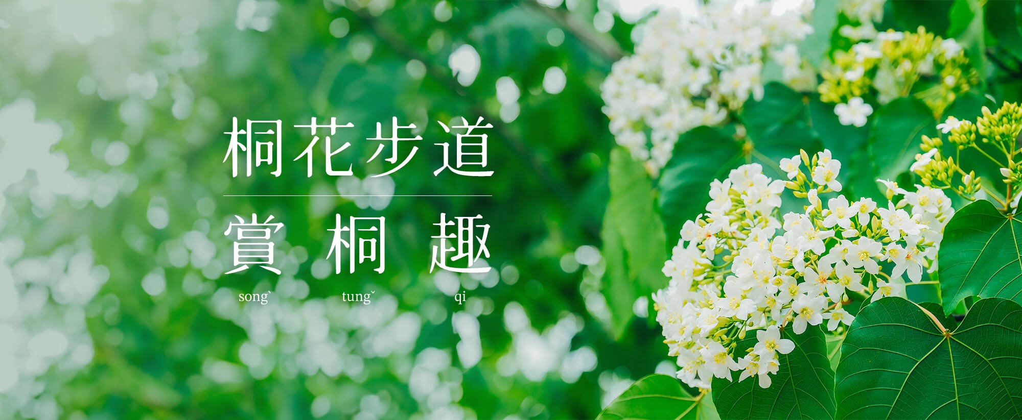 2025-03-24桐花步道 賞桐趣