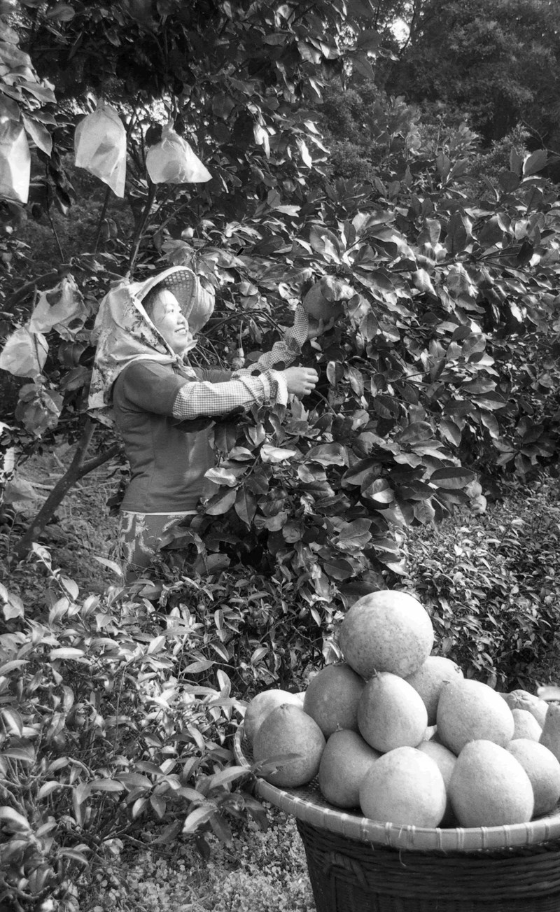 柚子採收